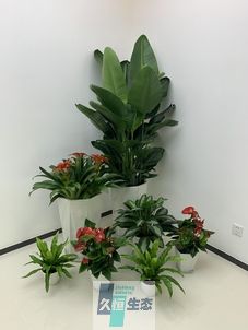 锡山办公室花卉绿植租摆简约组合